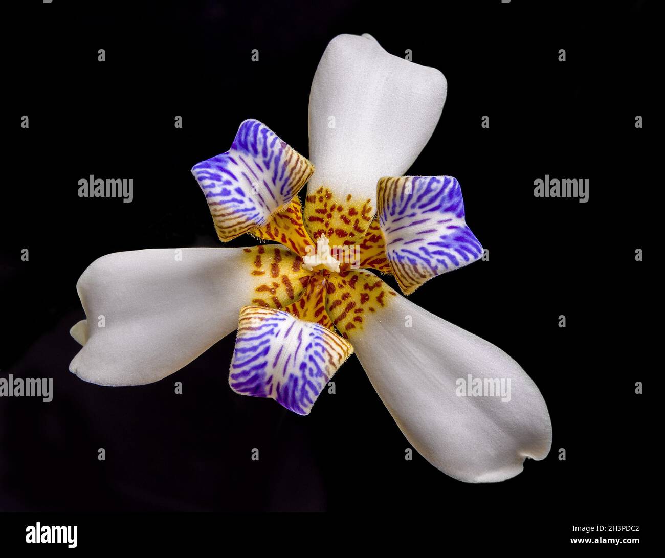 Neomarica gracilis flower Stock Photo