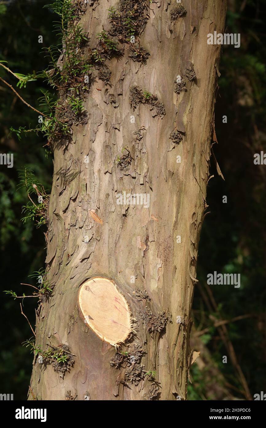 Taxus baccata, yew, bark Stock Photo