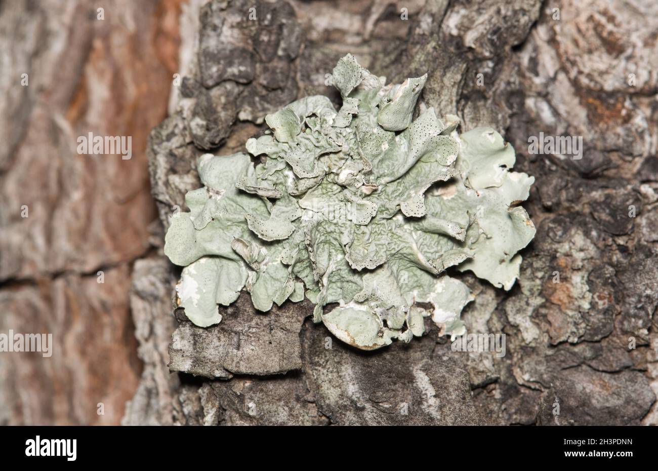 Common Greenshield Lichen (Flavoparmelia caperata) growing on a pine tree. Composite organisms unrelated to plants that are found worldwide. Stock Photo