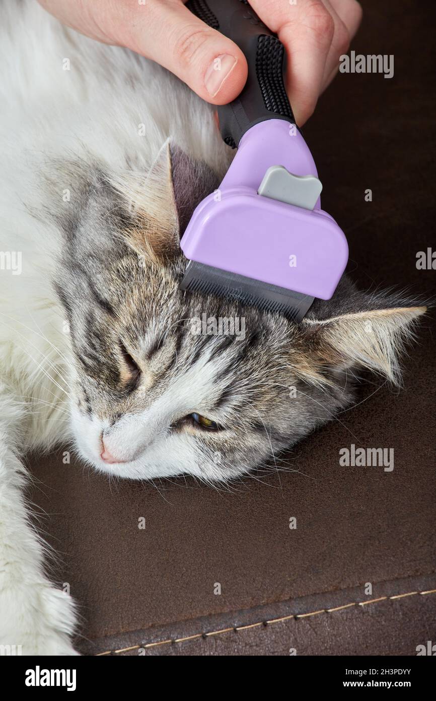 Vet grooming hires stock photography and images Alamy