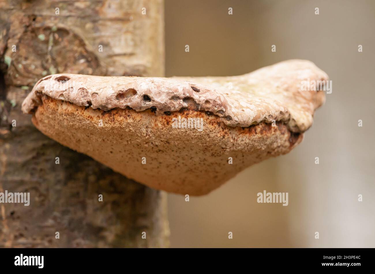 Tree sponges Stock Photo