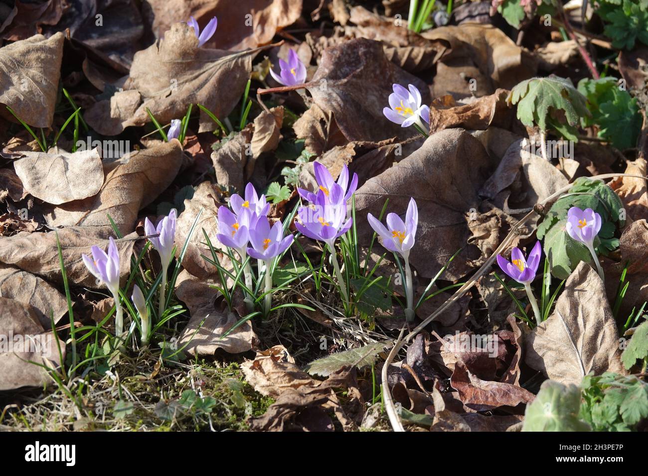 Crocus tommasinianus, woodland crocus Stock Photo