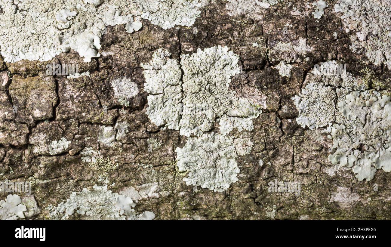 seamless outermost layer of tree bark with moss texture background, closeup view of natural wallpaper, abstract or backdrop for designing Stock Photo