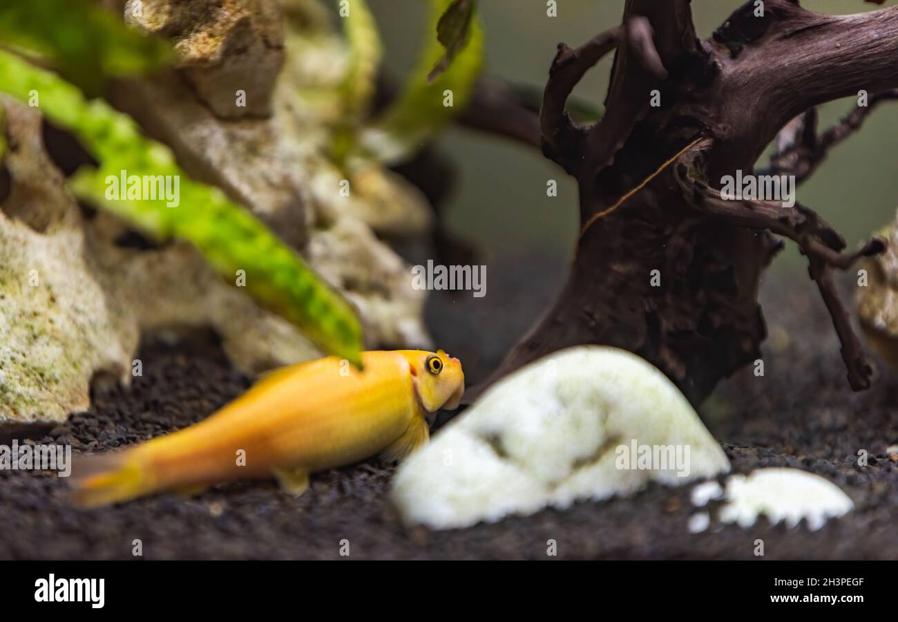 Yellow chinese algaey eater - Gyrinocheilus in fishtank cleaning stone. Stock Photo