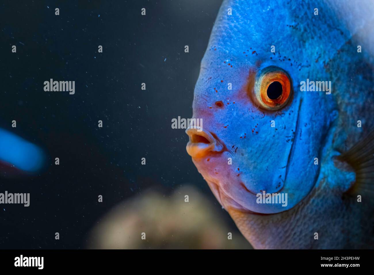 Blue fish from the spieces Symphysodon discus in aquarium. Freshwater aquaria concept Stock Photo