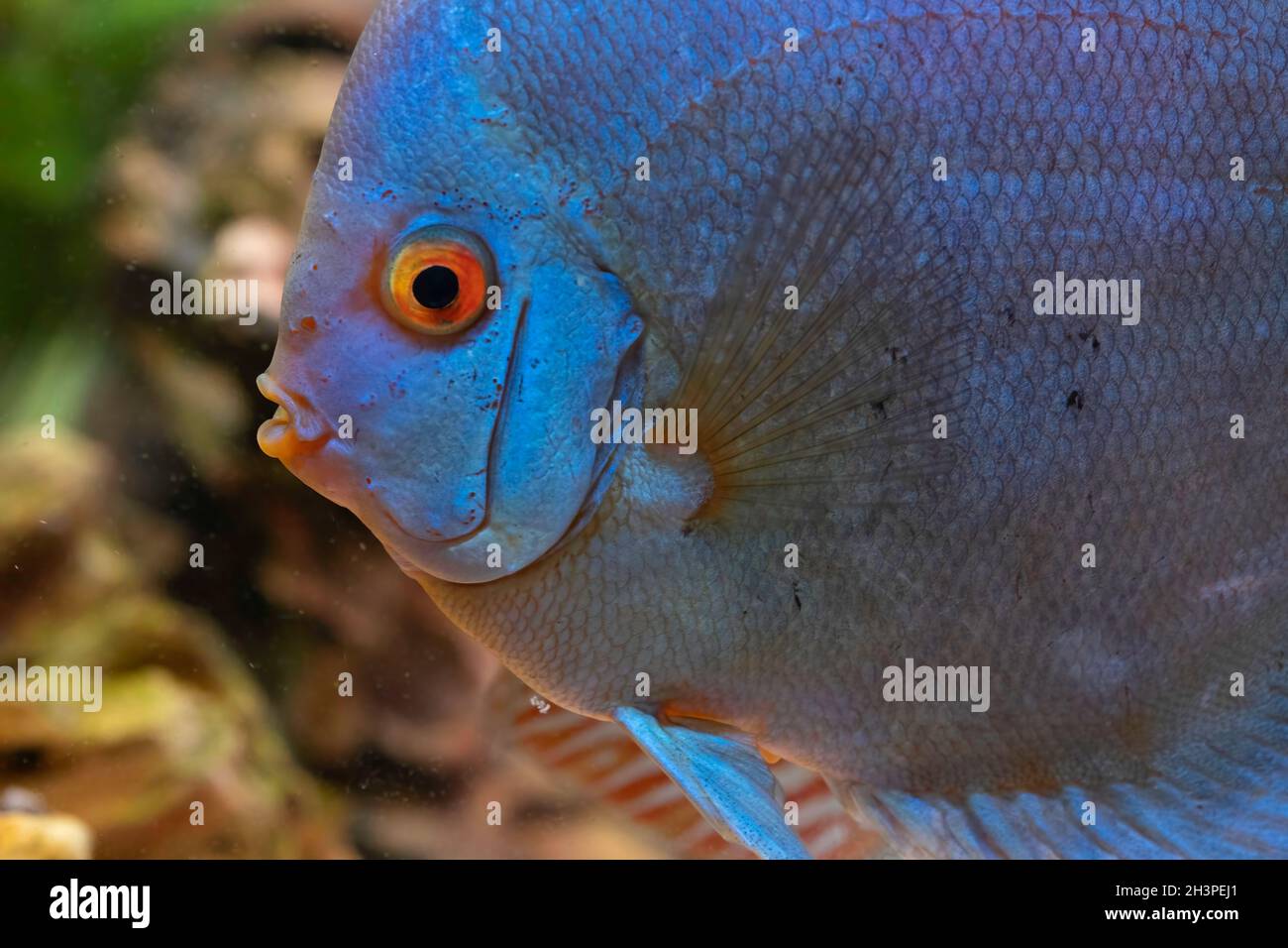 Blue fish from the spieces Symphysodon discus in aquarium. Freshwater aquaria concept Stock Photo