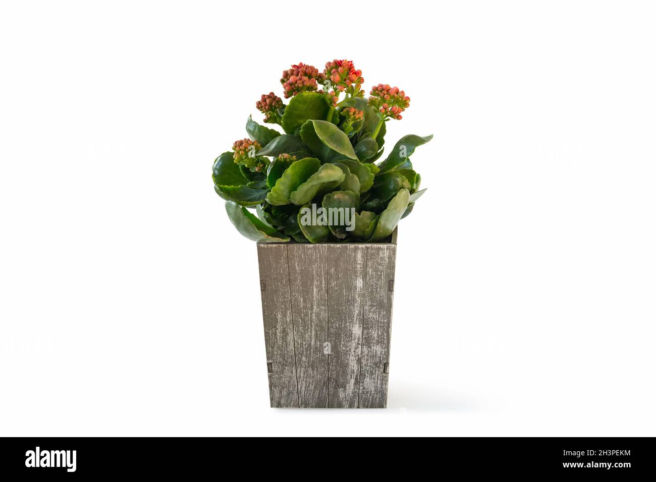 Kalanchoe plant in wooden box isolated Stock Photo