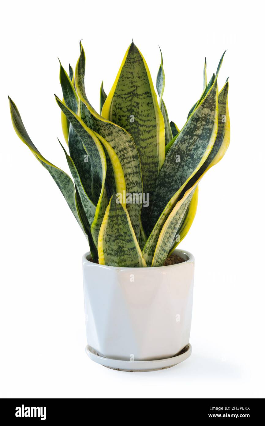 Variegated snake plant isolated Stock Photo