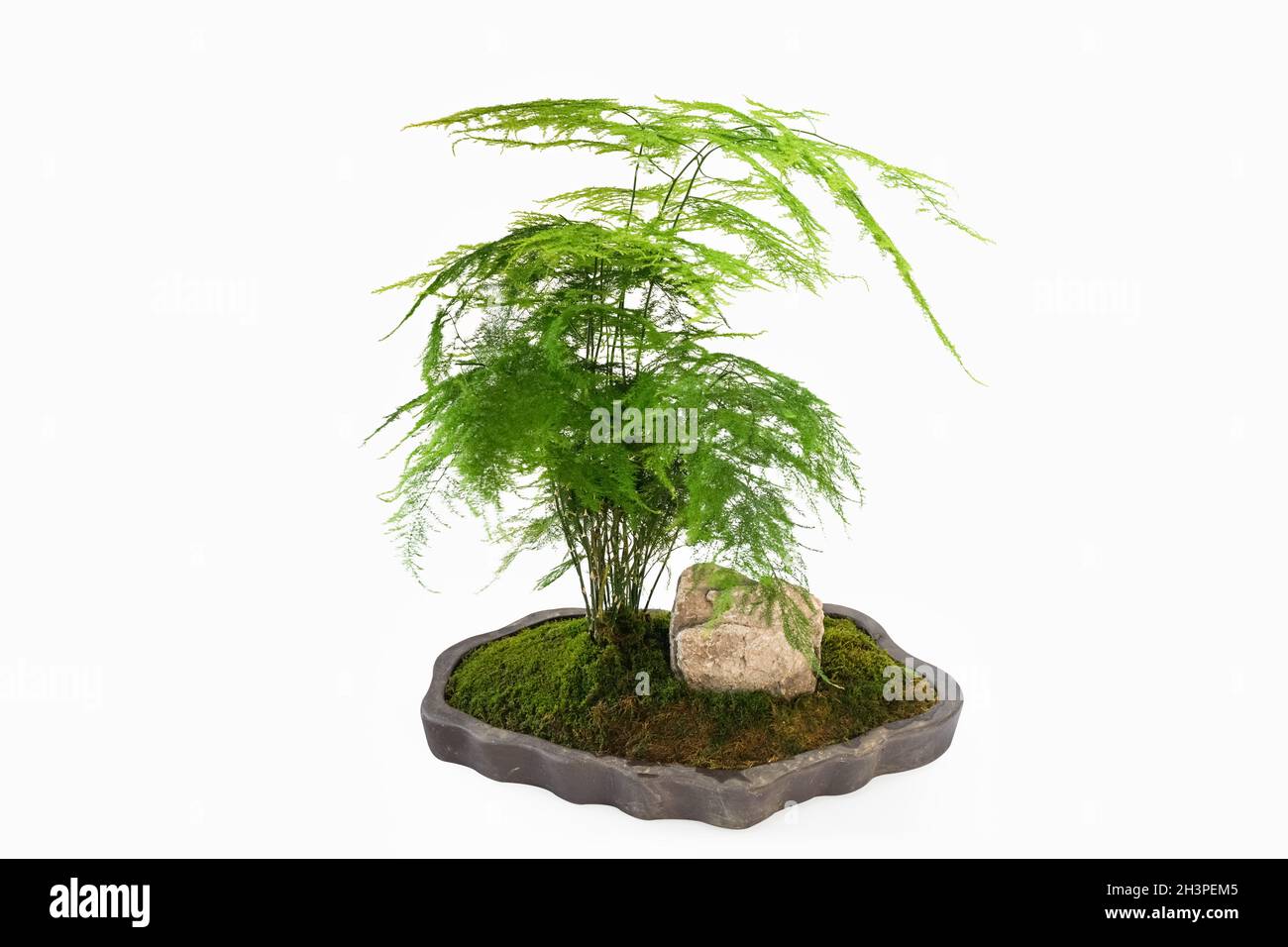 Green asparagus fern bonsai isolated Stock Photo