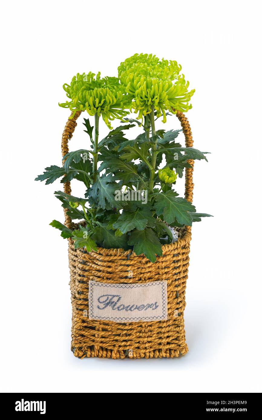 Green chrysanthemum in straw basket Stock Photo