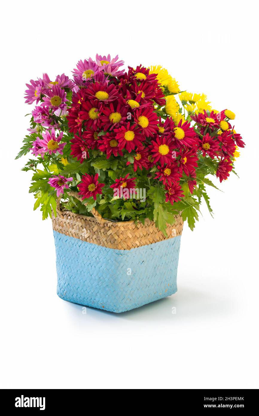 Colorful chrysanthemum in flower basket Stock Photo