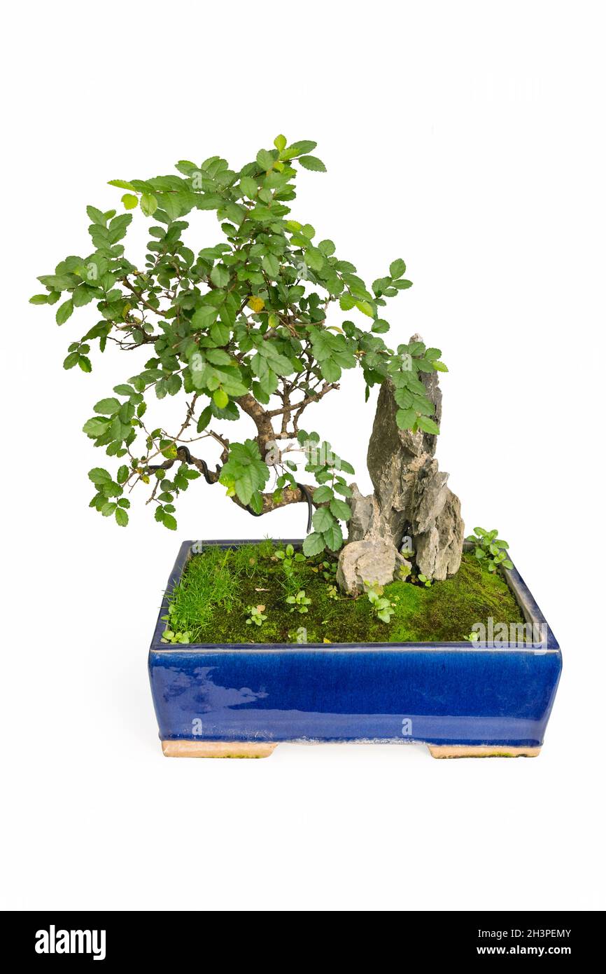 Elm bonsai isolated Stock Photo