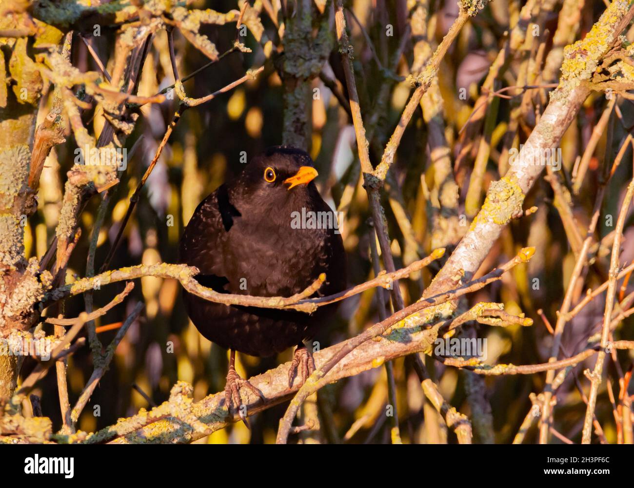 Blackbird Stock Photo