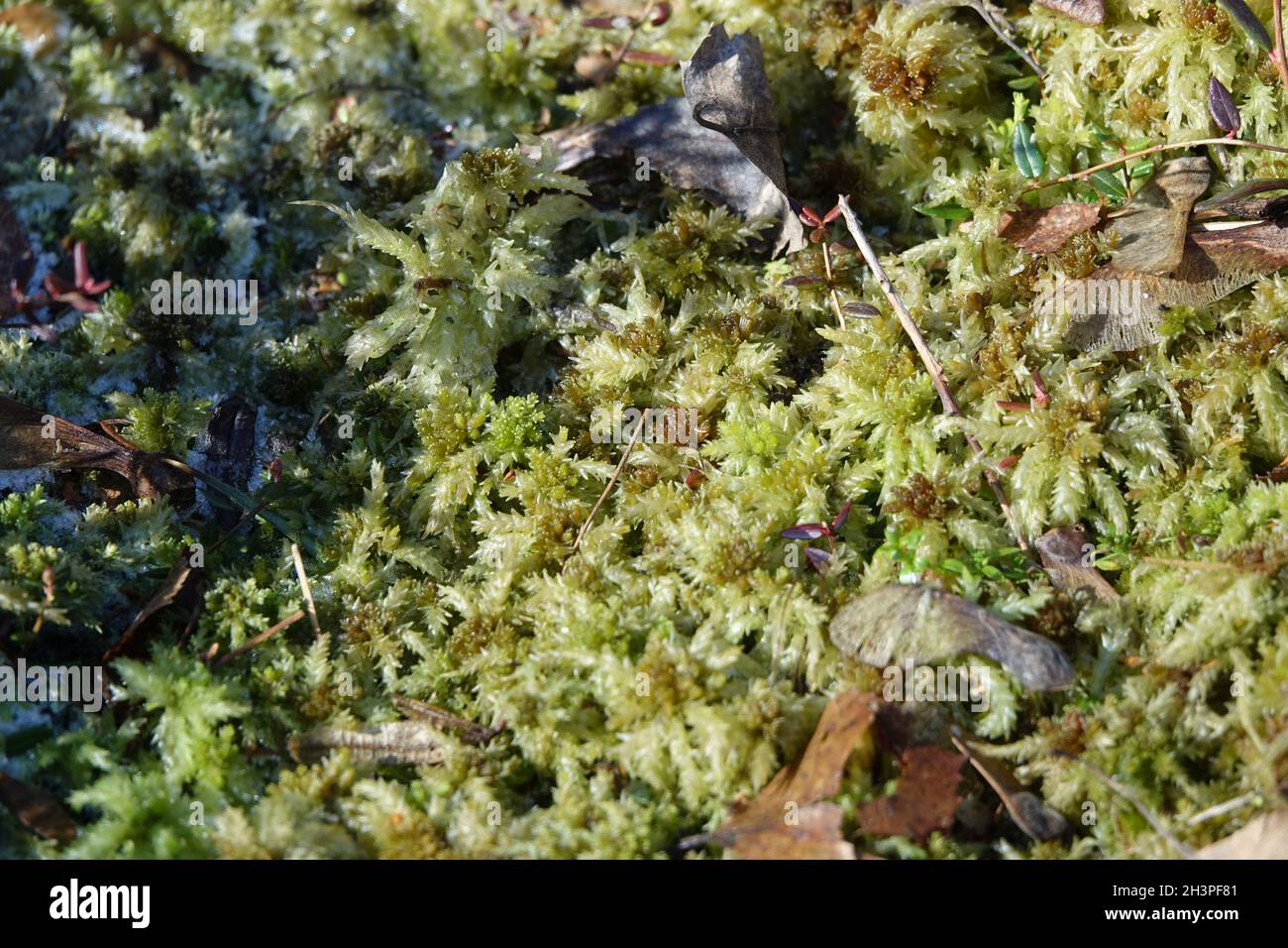 Sphagnum palustre, peat moss Stock Photo