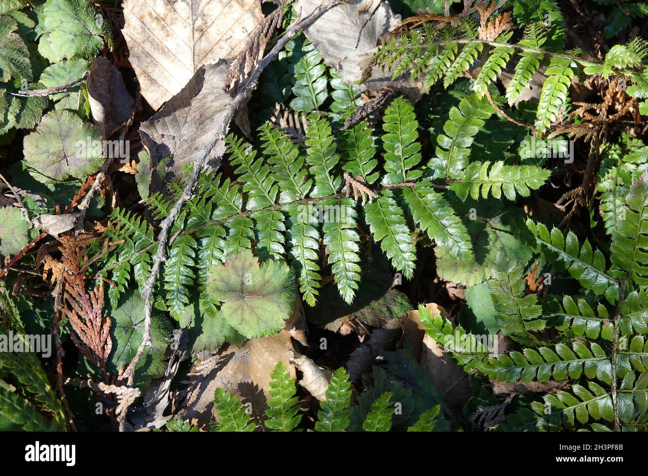 Polystichum braunii, Brauns hollyfern Stock Photo - Alamy