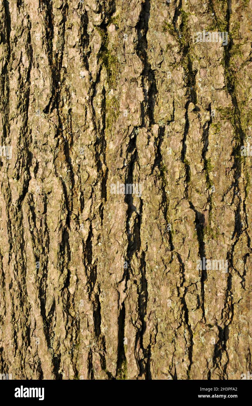 Close up of rough textured common ash tree bark with green moss in the ...