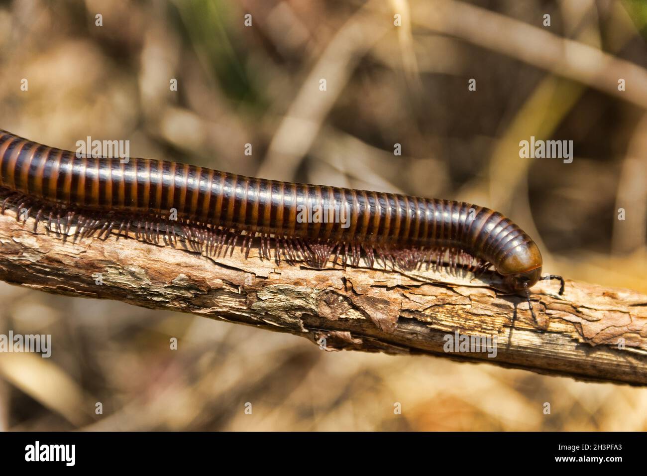 Millipede from coastal rainforest of Thailand Stock Photo