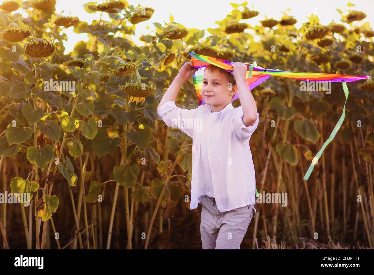 A kite in the hands of a boy on the background of sunflowers. Stock Photo