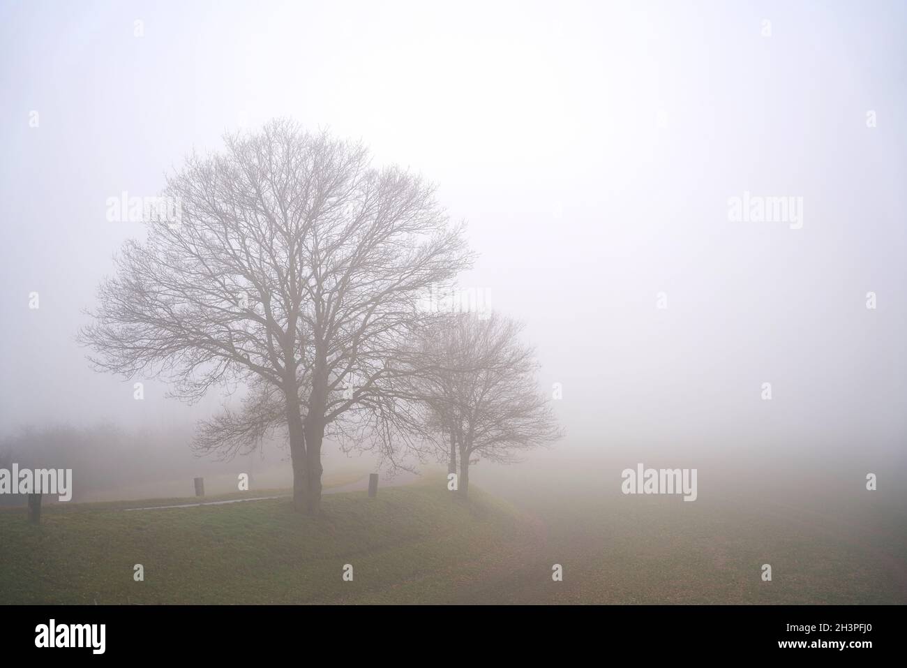 Fog landscape with trees on the roadside of a village street in Germany in winter Stock Photo