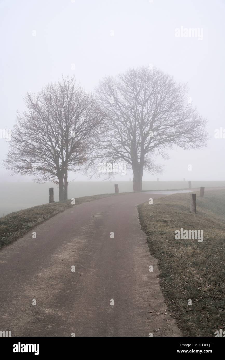 Fog landscape with trees on the roadside of a village street in Germany in winter Stock Photo