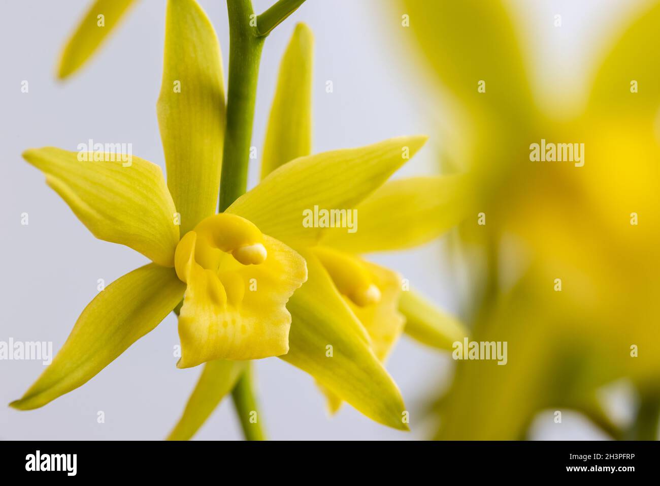 Beautiful orchid bloom in spring Stock Photo