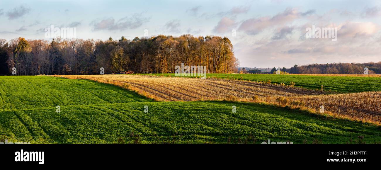 Strip cropping Wisconsin farmland in autumn, panorama Stock Photo