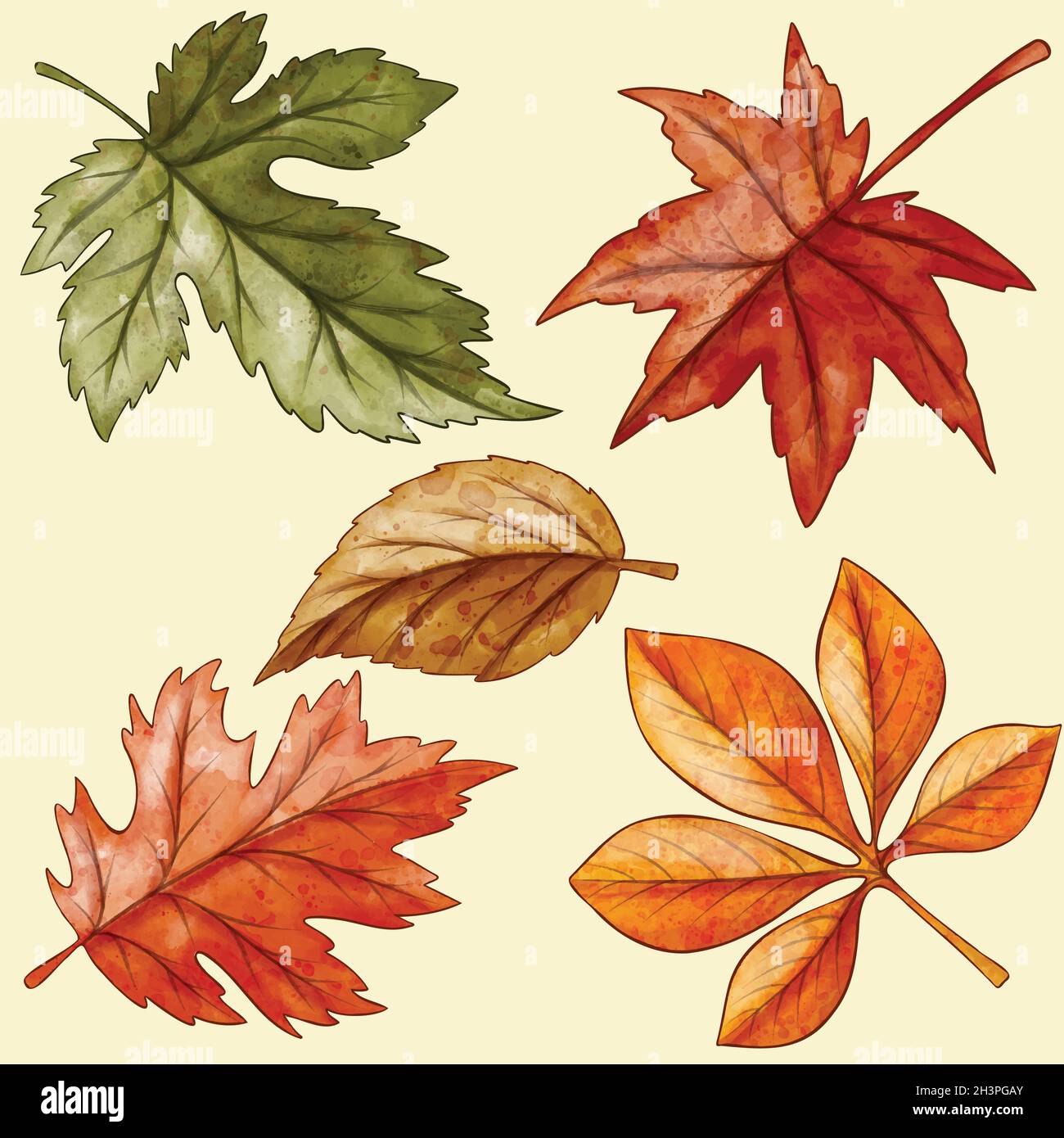 watercolor autumn leaves collection vector design illustration Stock ...