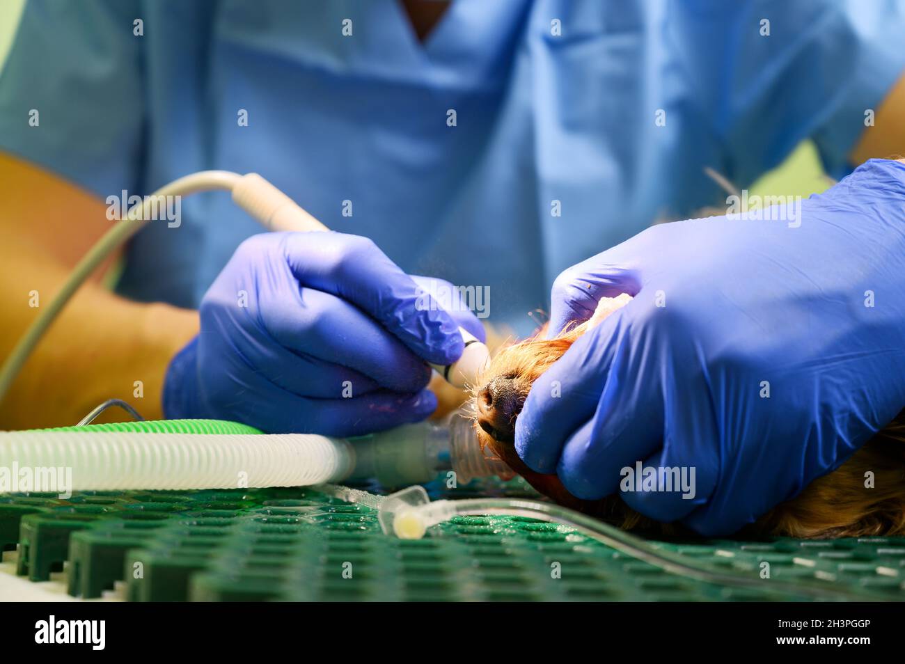 Veterinarian dentist doing procedure of professional teeth cleaning dog in a veterinary clinic
