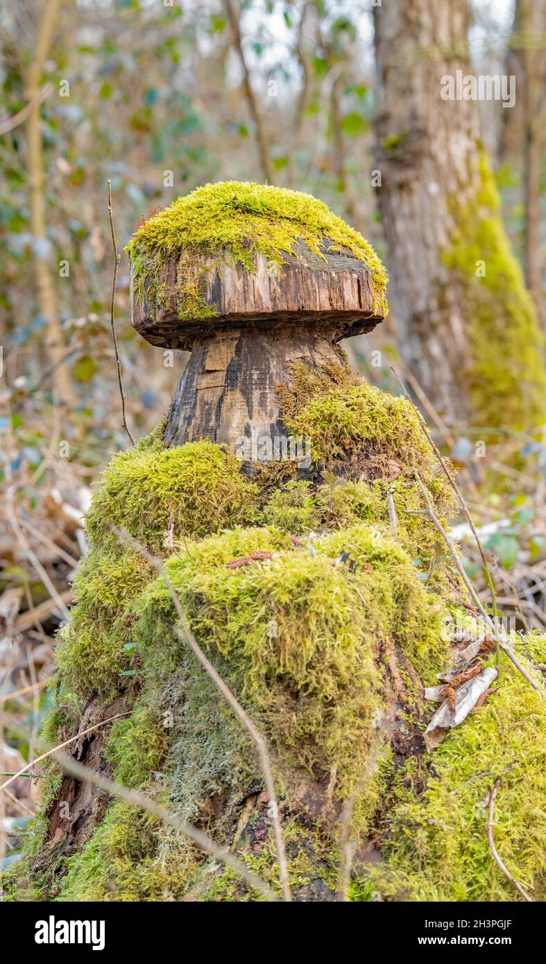 Tree stump Stock Photo
