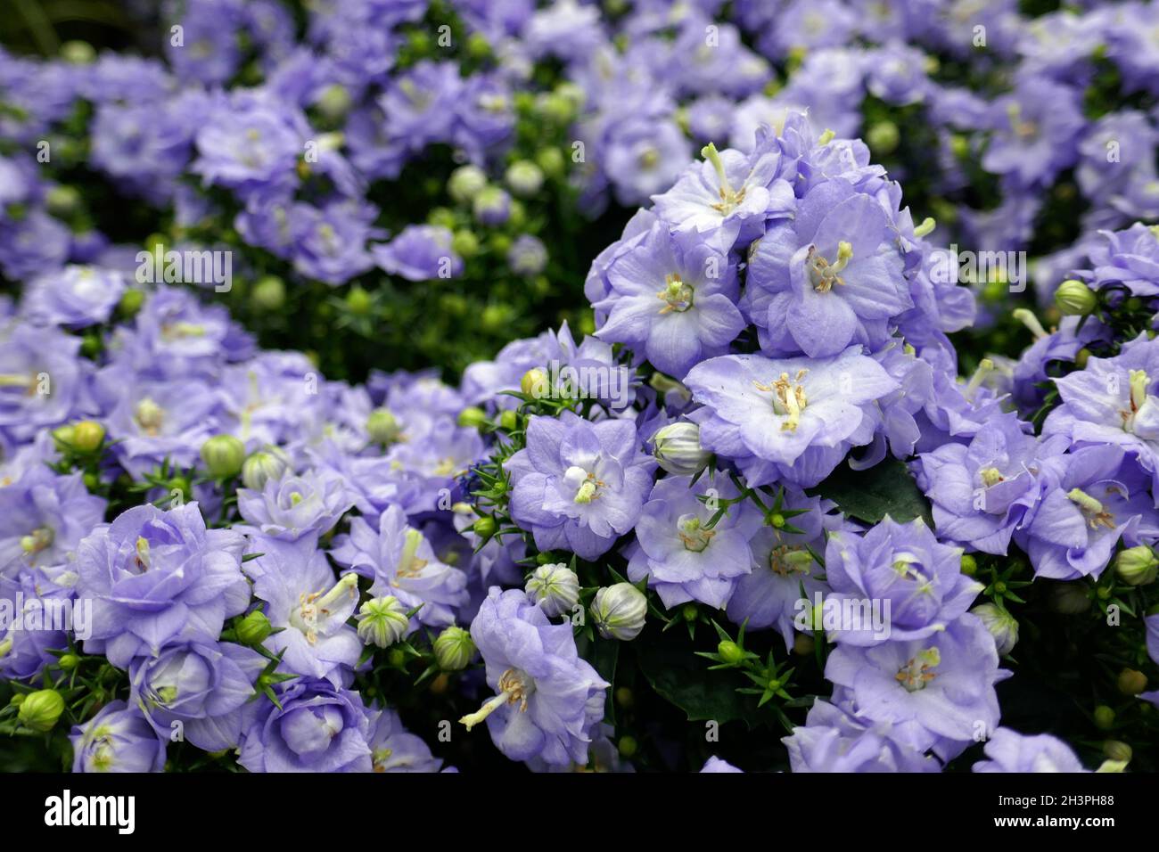 Fancy Mee, Campanula Stock Photo Alamy
