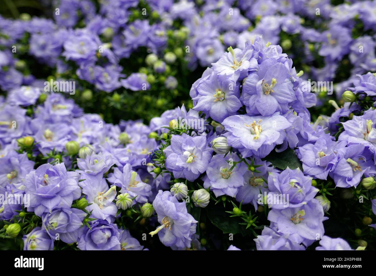 Fancy Mee, Campanula Stock Photo