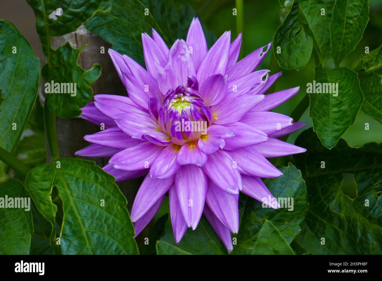 Water lily dahlia, Pam Howden Stock Photo Alamy
