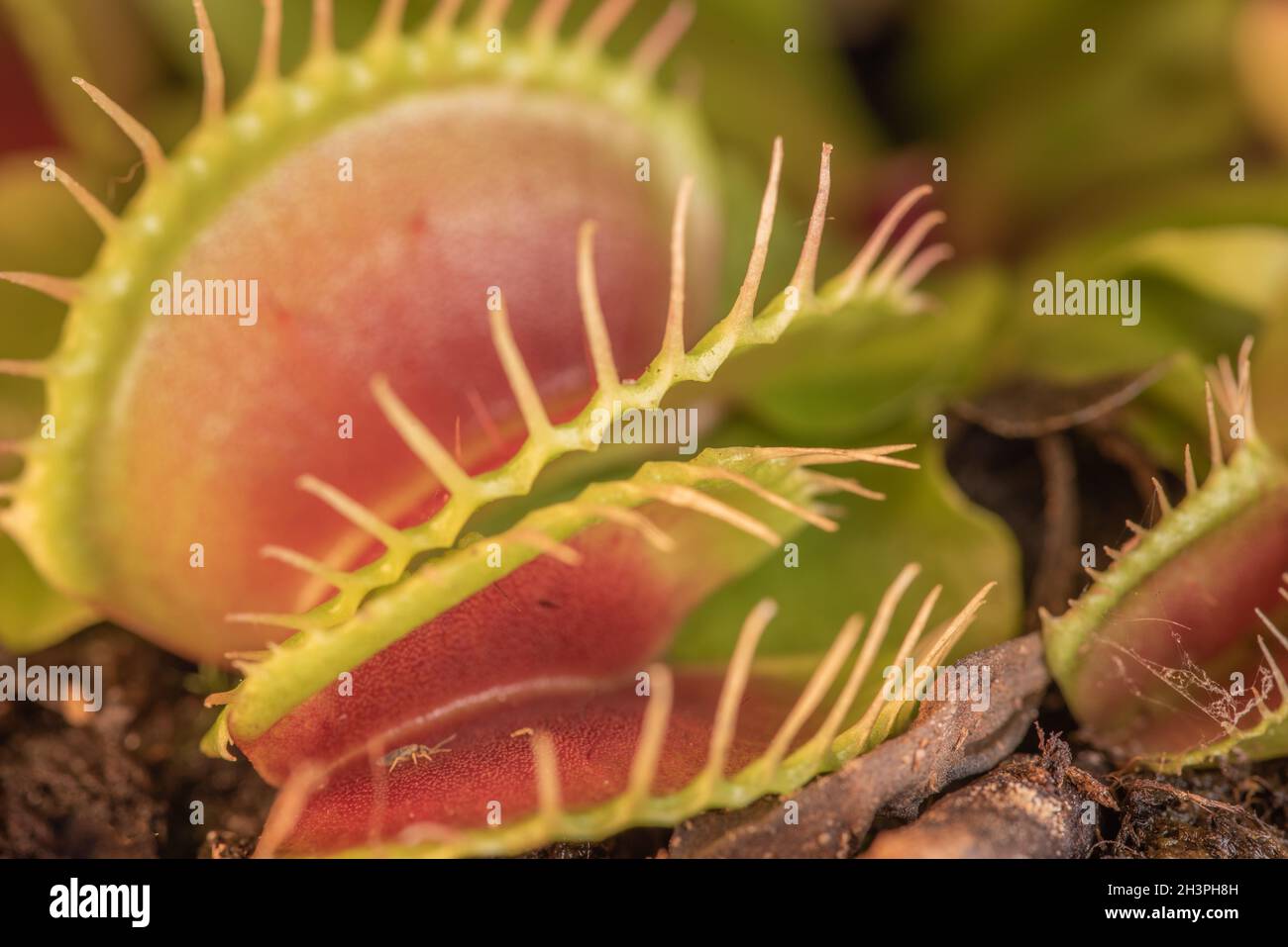 Venus fly trap Stock Photo Alamy