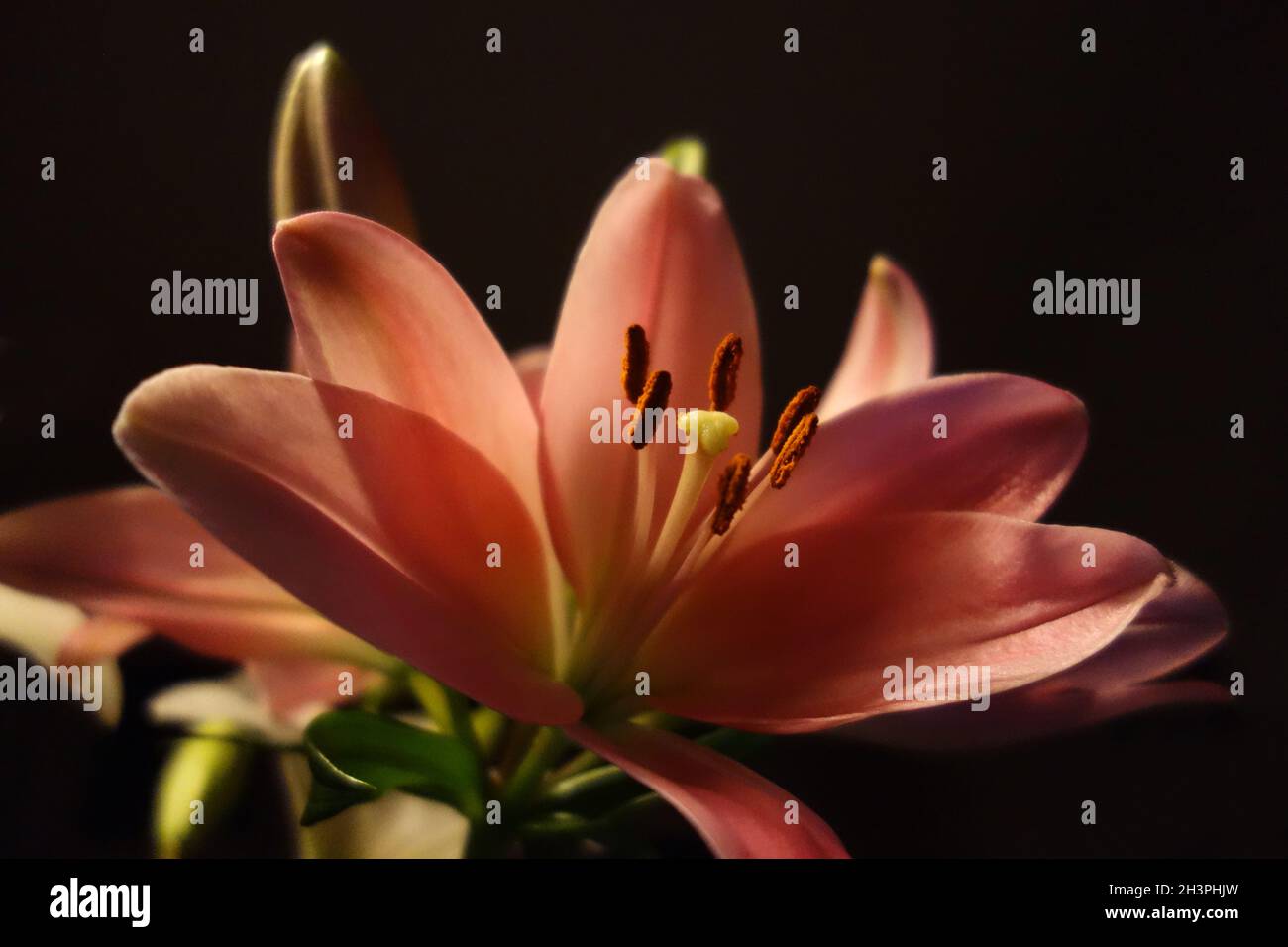 Lilies Stock Photo