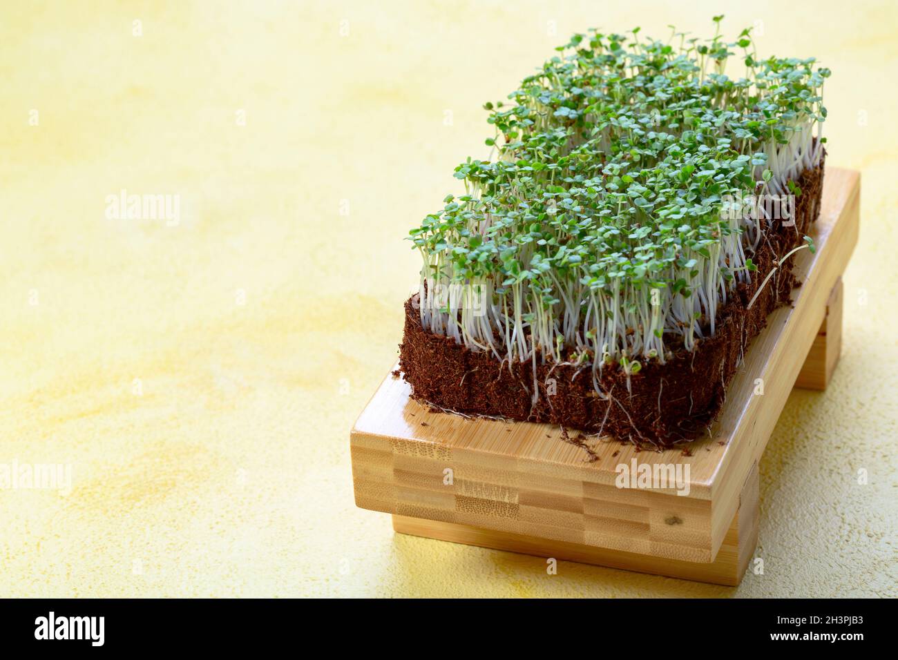 Microgreen sprouts arugula. Stock Photo