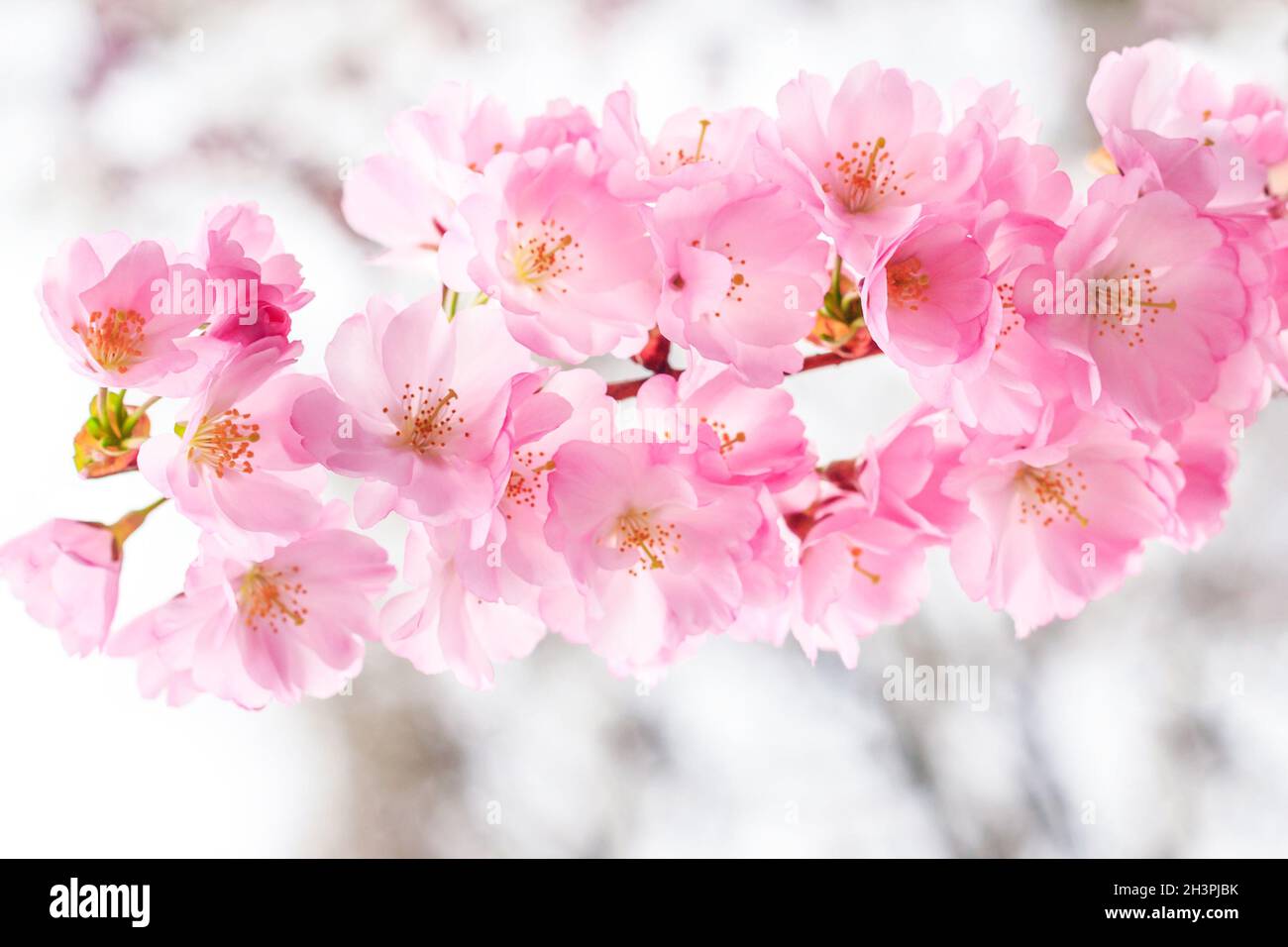 Pink cherry blossom branch, sakura flowers Stock Photo - Alamy