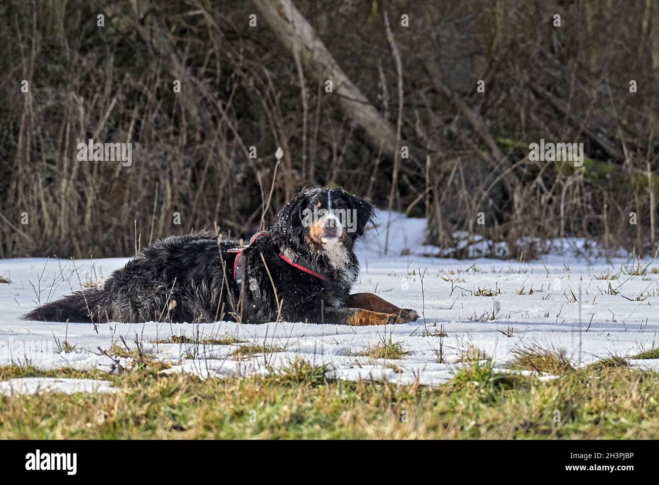 Bernese Mountain Dog in the snow Stock Photo Alamy