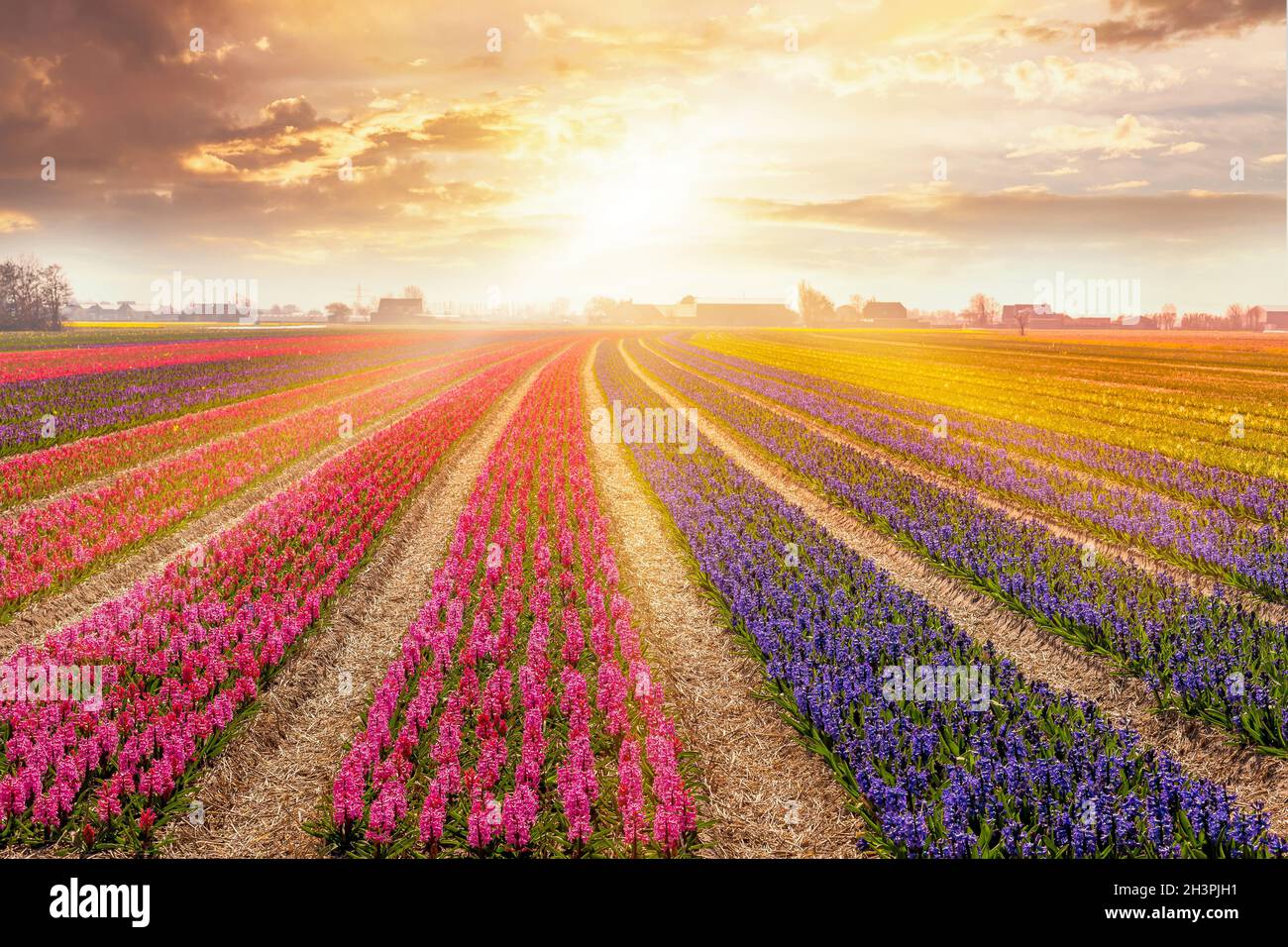 Colorful sunset in Netherlands, hyacinth field Stock Photo - Alamy