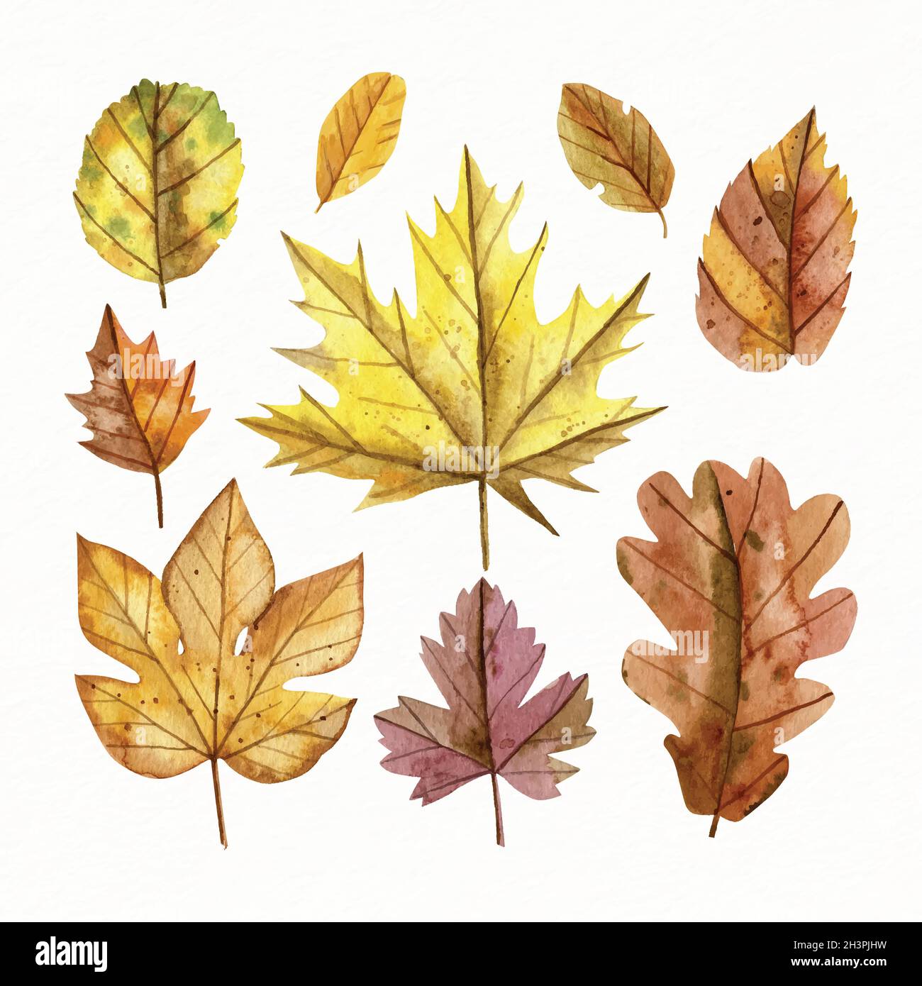 watercolor autumn leaves collection vector design illustration Stock ...