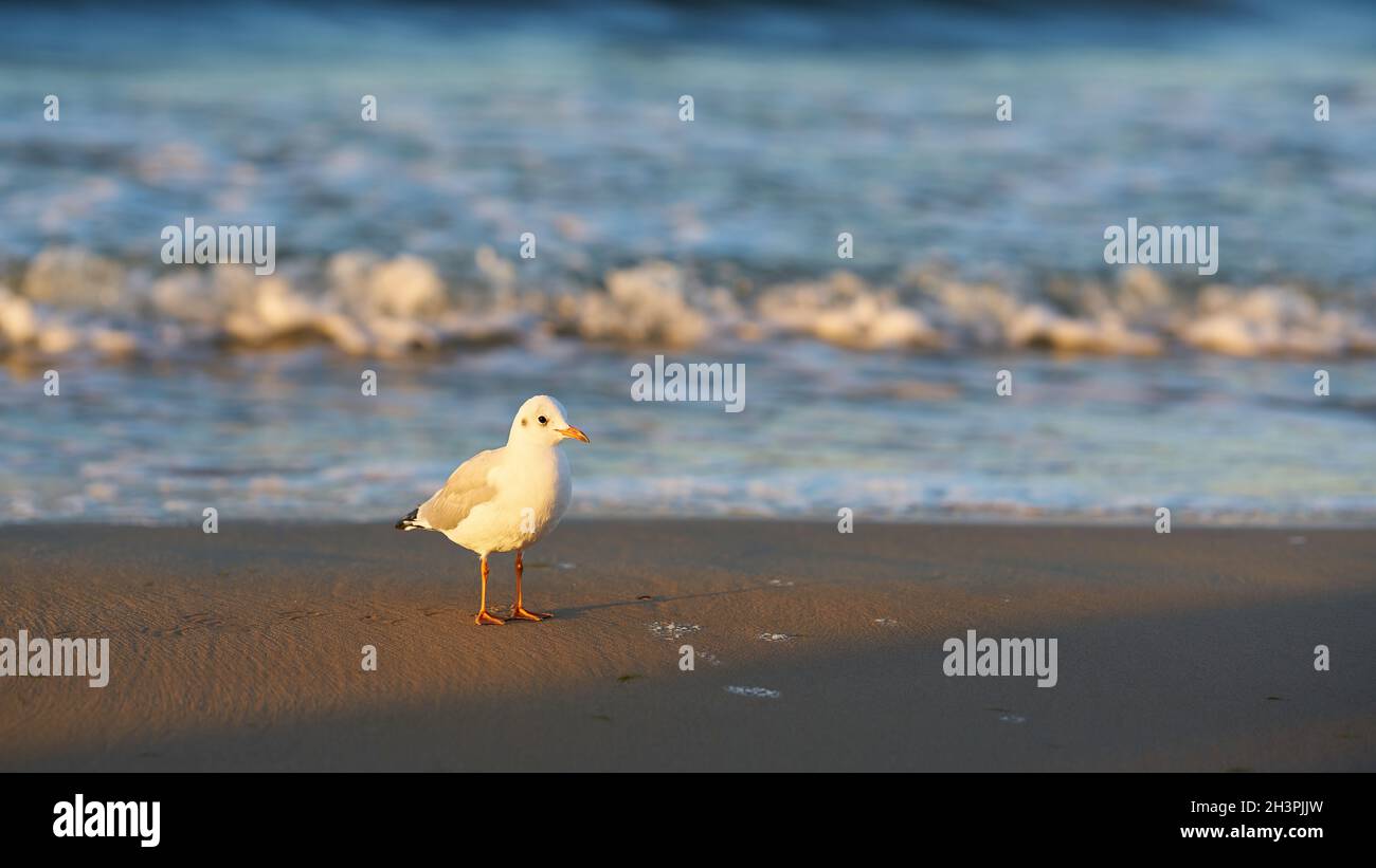 Seagull on the beach of the Polish Baltic Sea coast near Swinoujscie Stock Photo