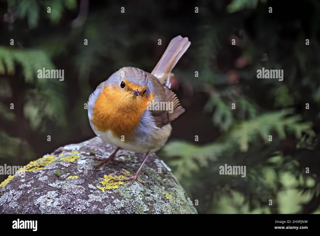 Robin ( Erithacus rubecula ). Stock Photo