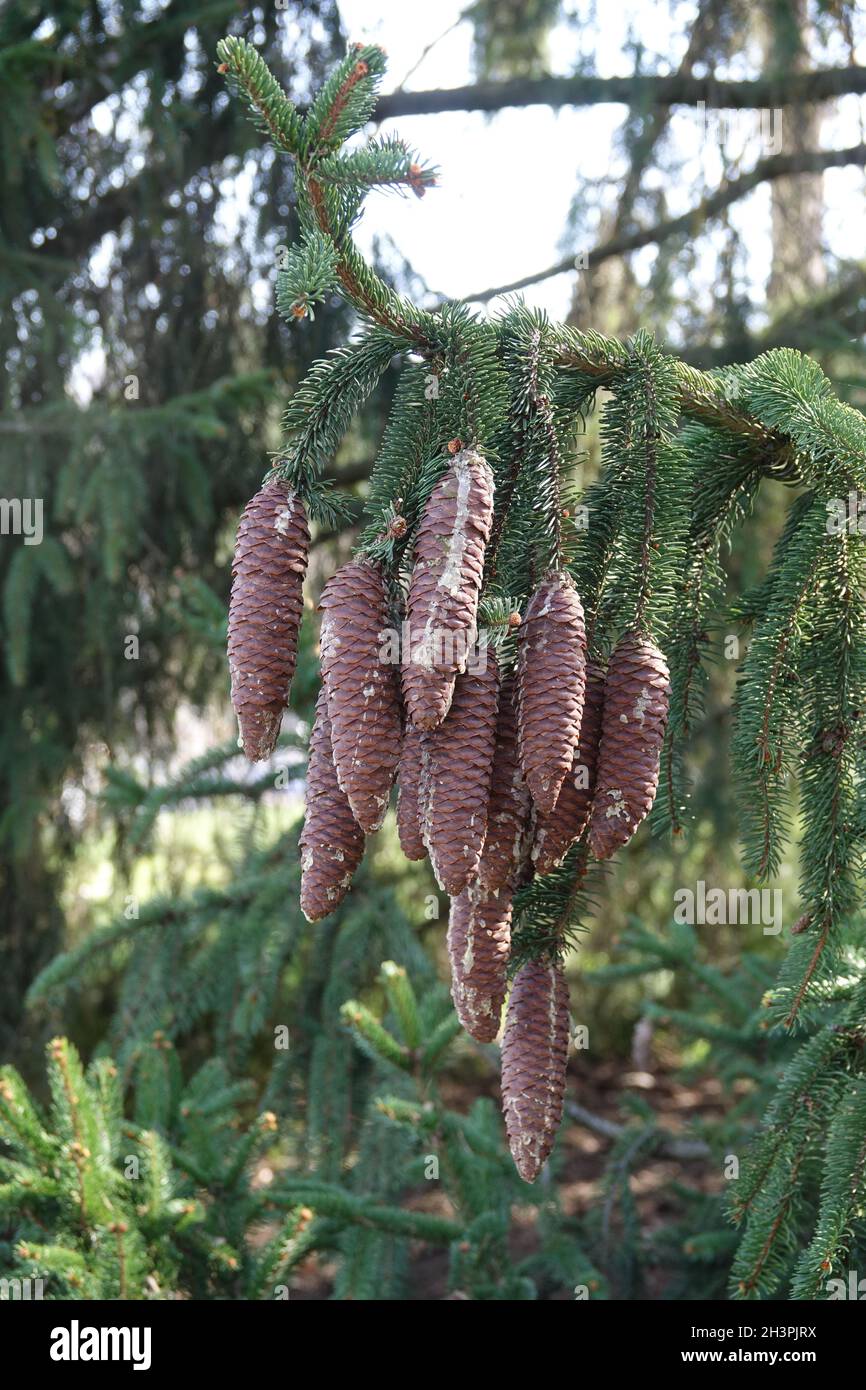 Picea abies, norway spruce, cones Stock Photo