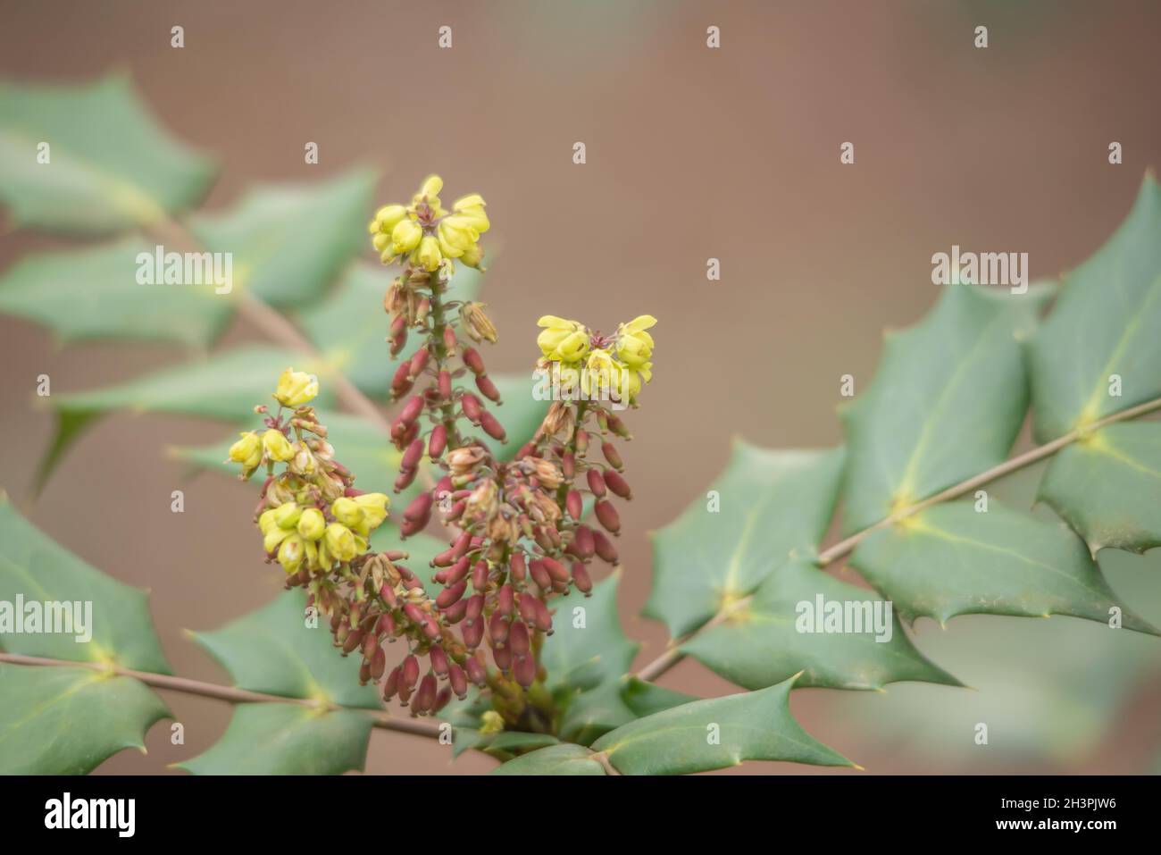 Common Oregon grape Stock Photo Alamy