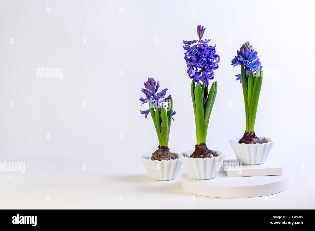 Blue hyacinths in white ceramic bowls. Stock Photo