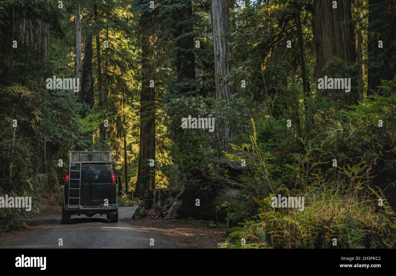 Camper Van Road Trip to the California Redwoods Area. Converted Van Between Scenic Ancient Redwood Forest near Eureka, California, United States of Am Stock Photo