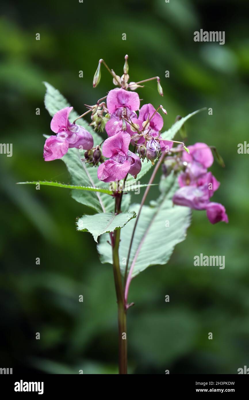 Glandular balsam ( Impatiens glandulifera ). Stock Photo