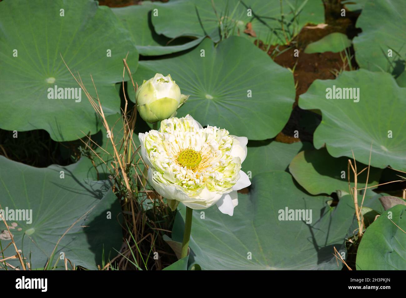 Famous Lotus in pond has faded. Stock Photo