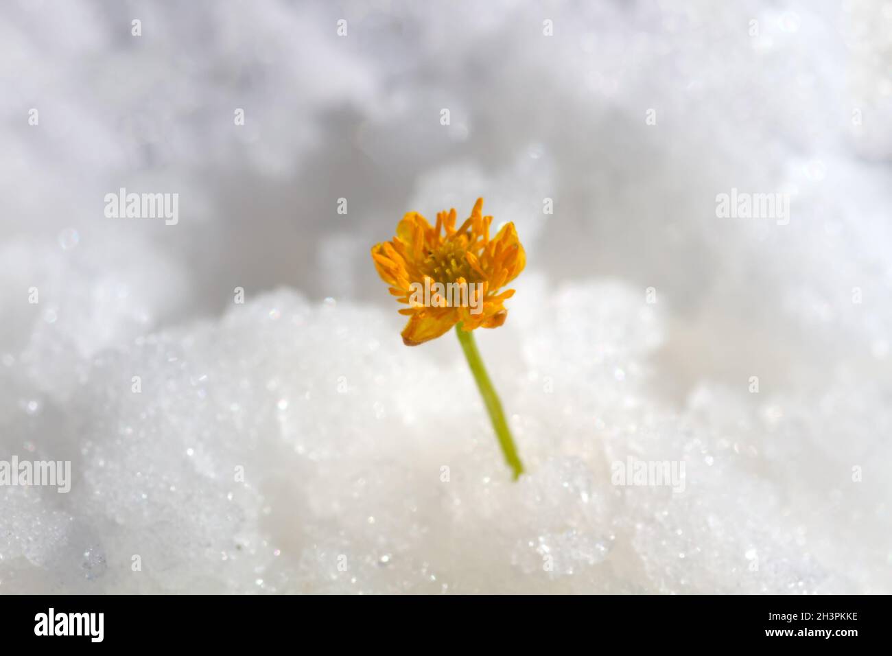 Flower or leaf in the snow Stock Photo