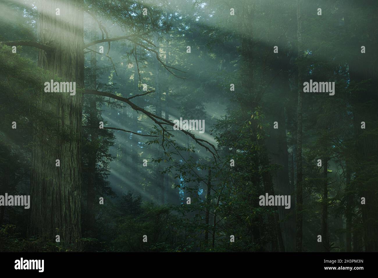 Scenic Coastal Fog Covered Redwood Forest Scenery. Northern California Nature Theme. Stock Photo