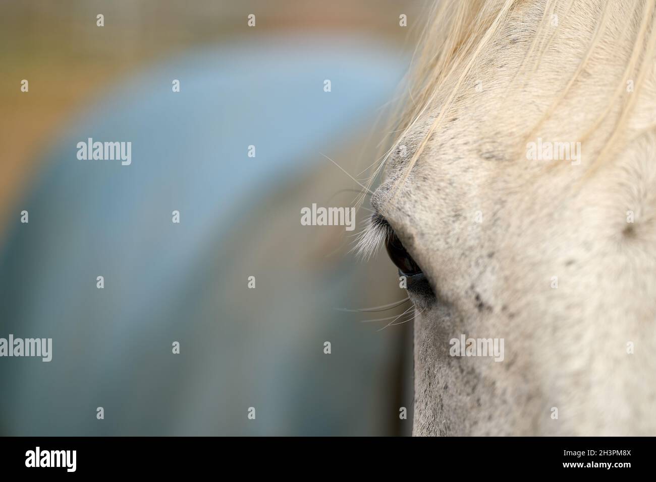 Close up of horse eye on farm with text free space Stock Photo